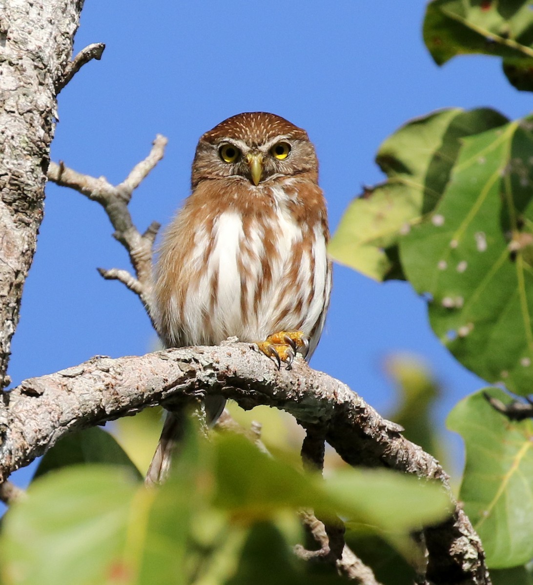 Ferruginous Pygmy-Owl - Matthew Grube
