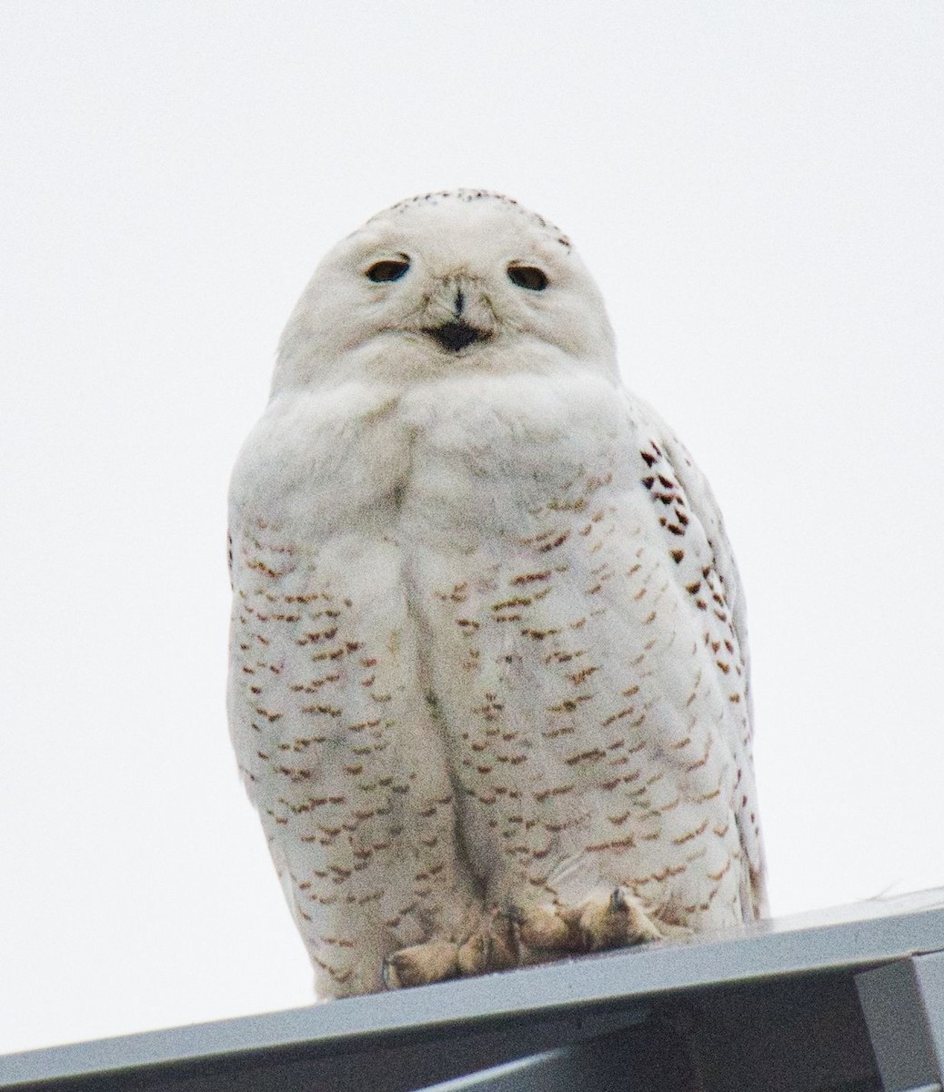 Snowy Owl - Rajiv Roy