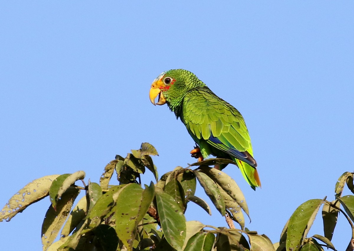Yellow-lored Parrot - ML87217001