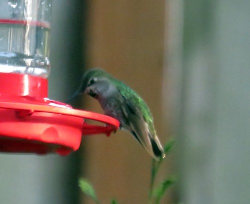 Anna's Hummingbird - ML87218731