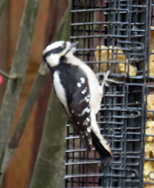 Downy Woodpecker - ML87219151