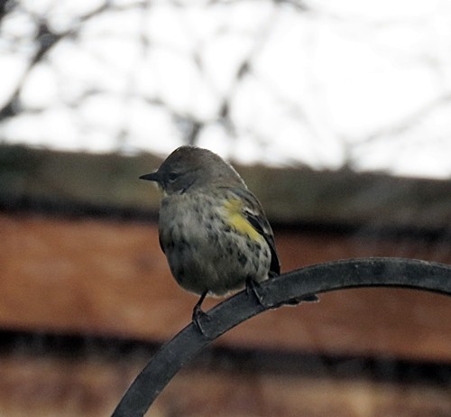 Yellow-rumped Warbler (Audubon's) - ML87219651