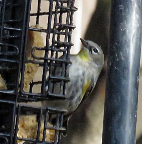 Yellow-rumped Warbler (Audubon's) - ML87219671