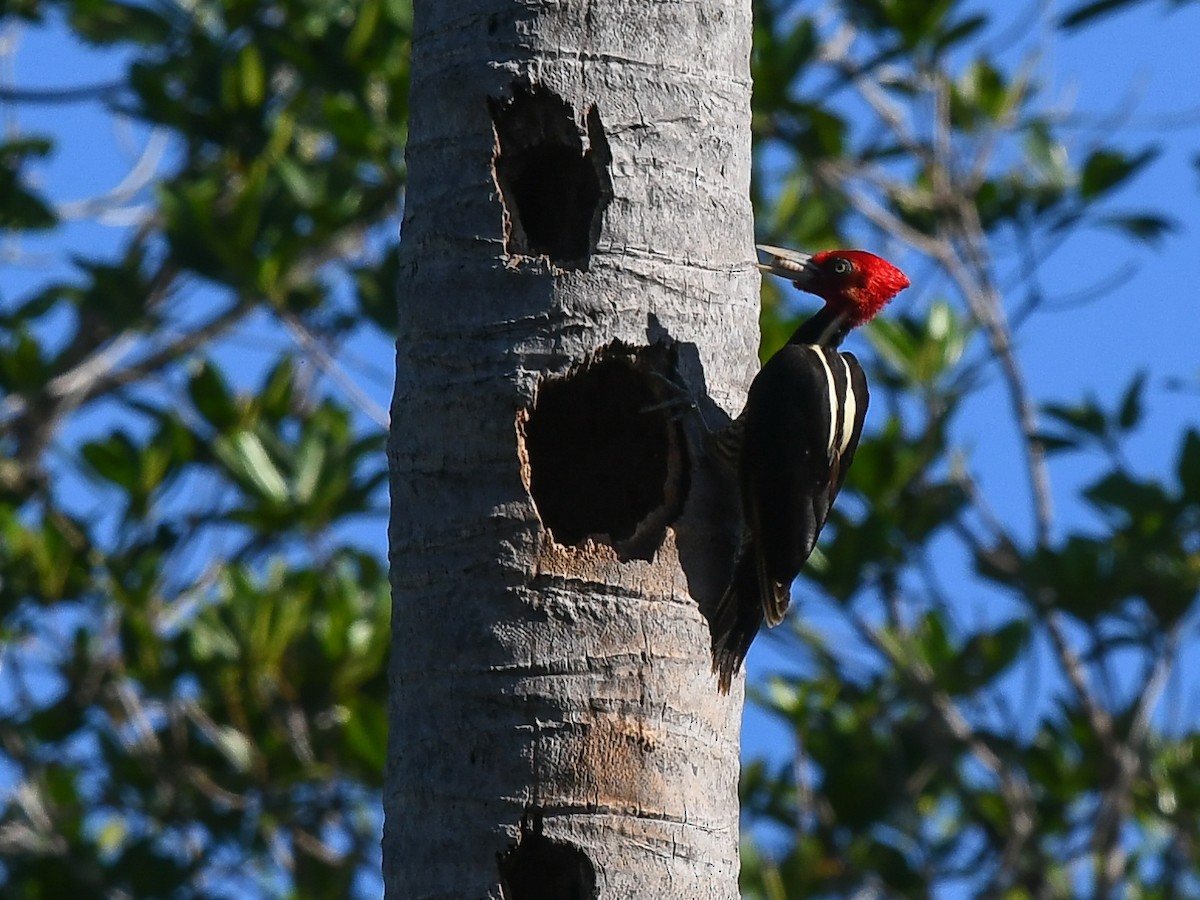 Pale-billed Woodpecker - ML87222471
