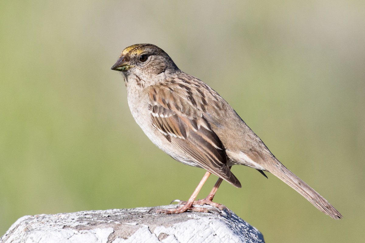 Golden-crowned Sparrow - Garrett Lau
