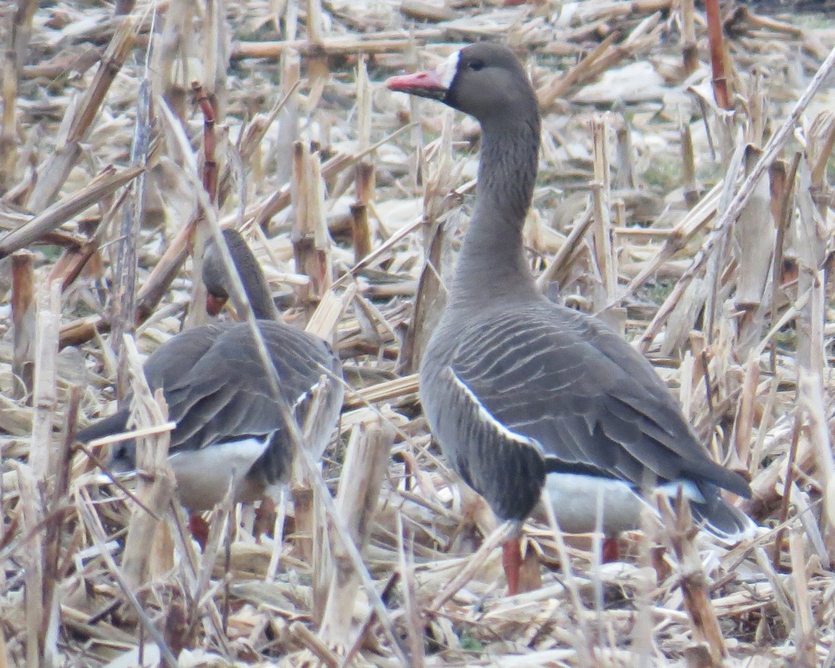 Greater White-fronted Goose - ML87224481