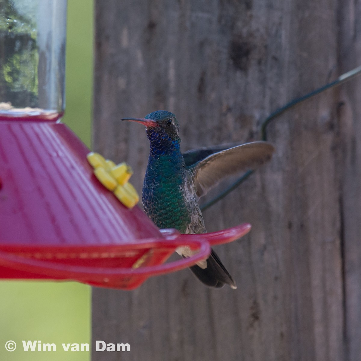 Broad-billed Hummingbird - ML87226071