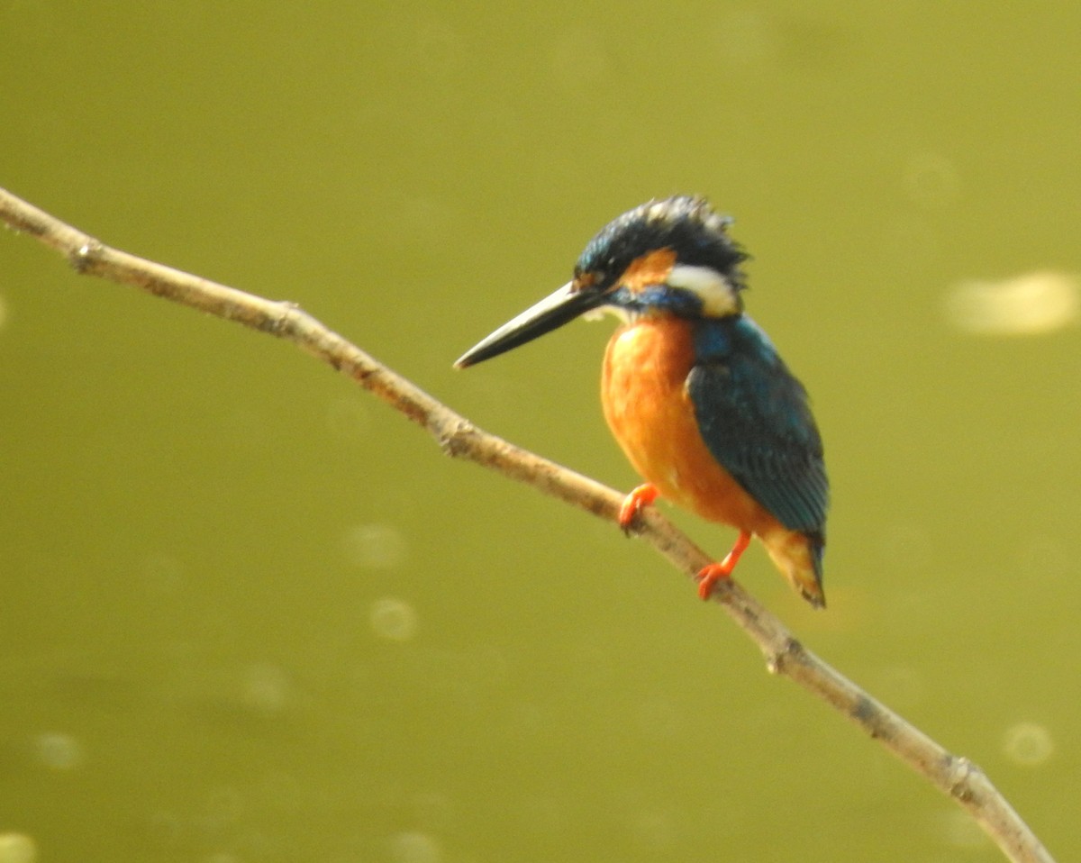 Common Kingfisher - Divya Subramani