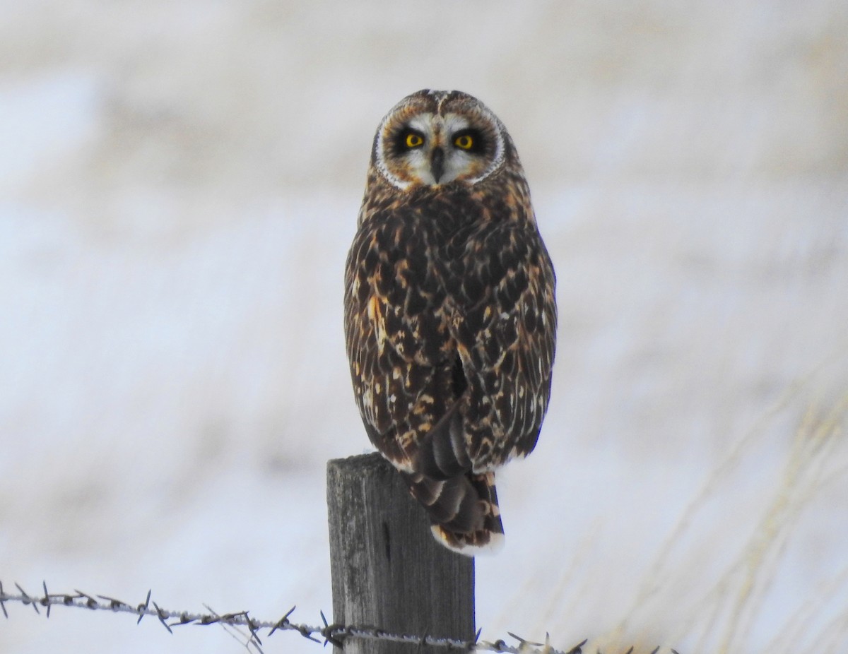 Short-eared Owl - ML87229241