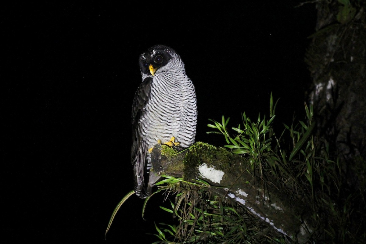 Black-and-white Owl - ML87232011