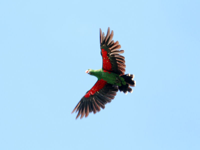 Papuan Eclectus - jannette and peter manins