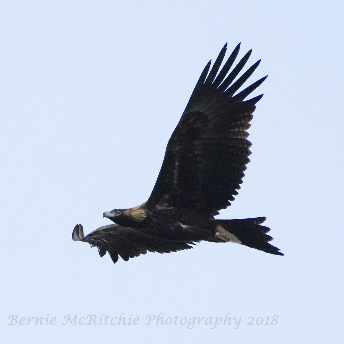 Wedge-tailed Eagle - Bernie McRitchie