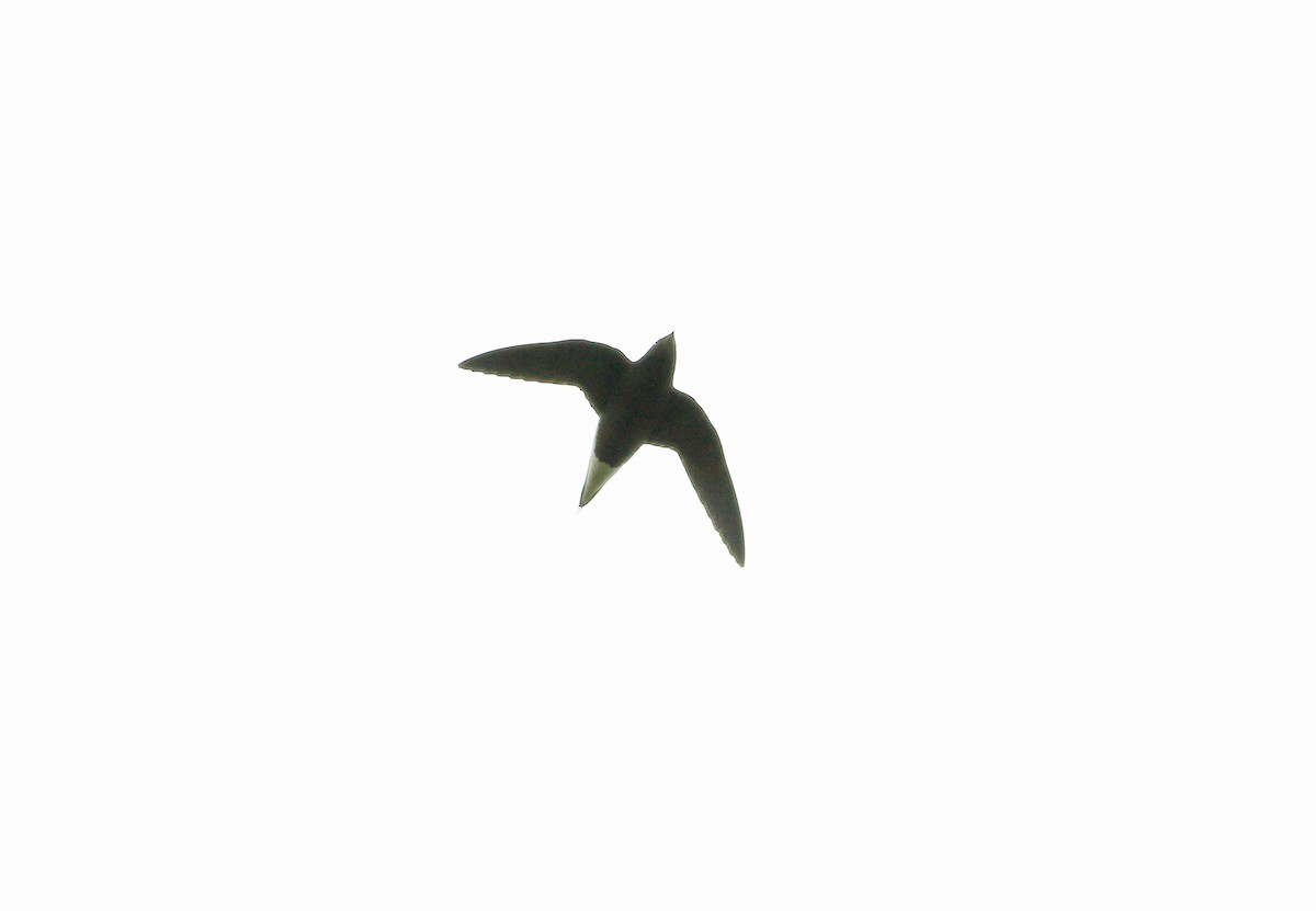 Brown-backed Needletail - ML87235391
