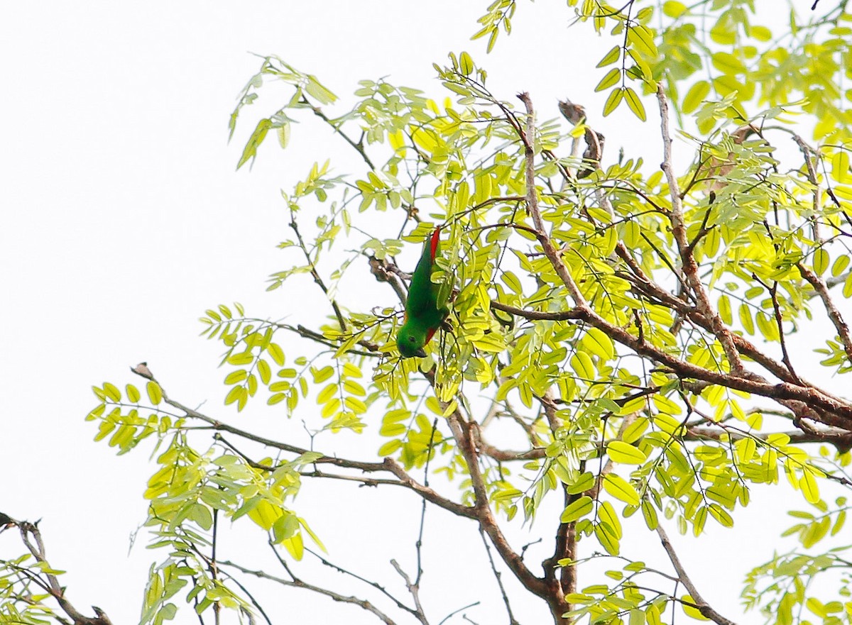 Blue-crowned Hanging-Parrot - ML87235491