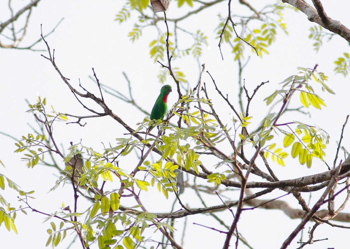 Blue-crowned Hanging-Parrot - ML87235501
