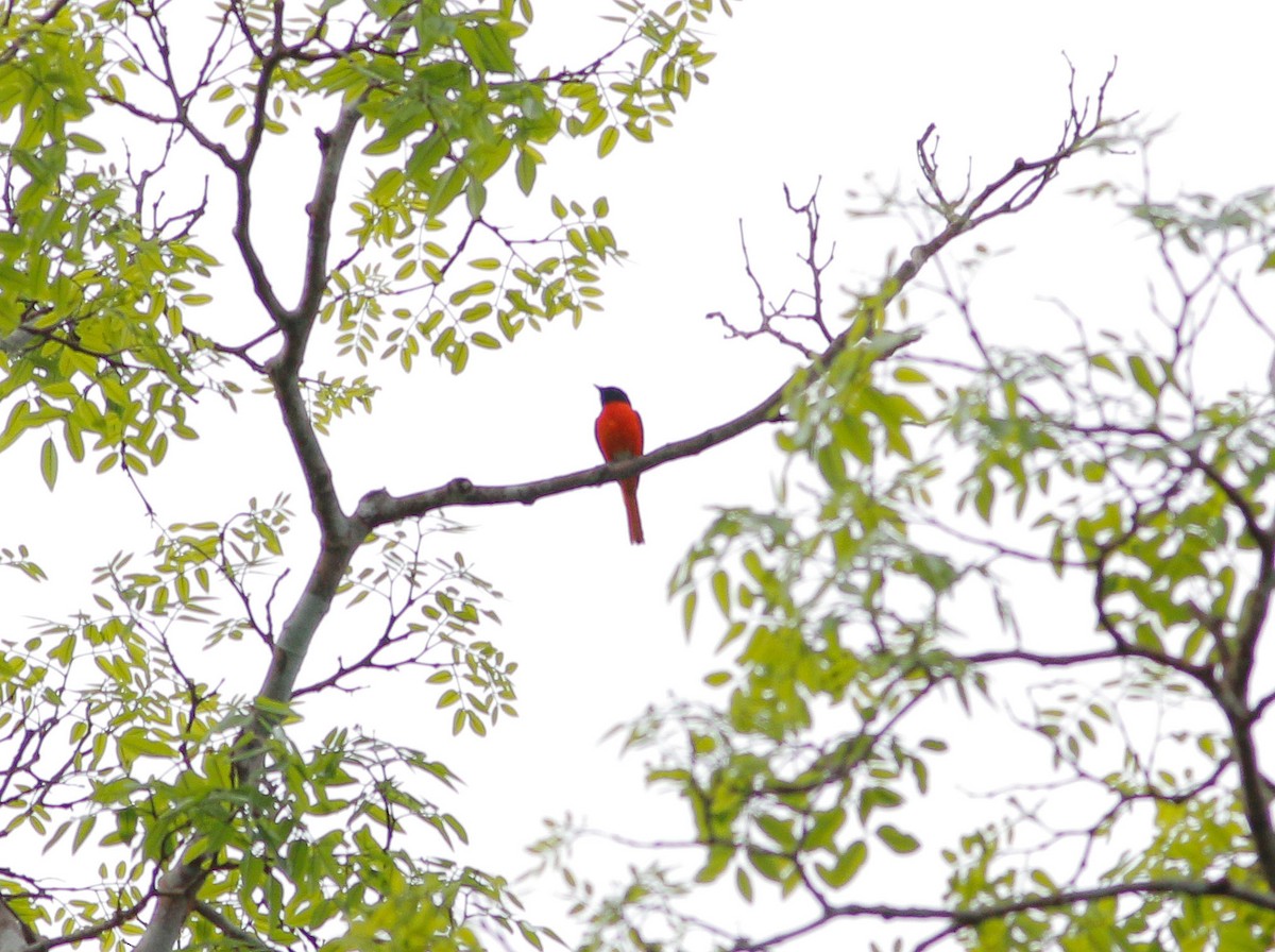 赤紅山椒鳥 - ML87235551