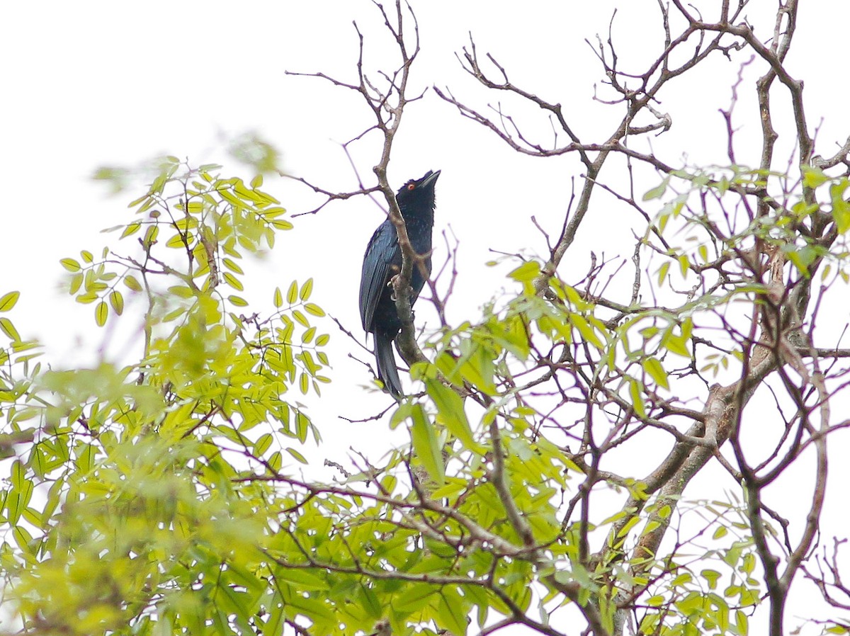 Greater Racket-tailed Drongo - ML87235581