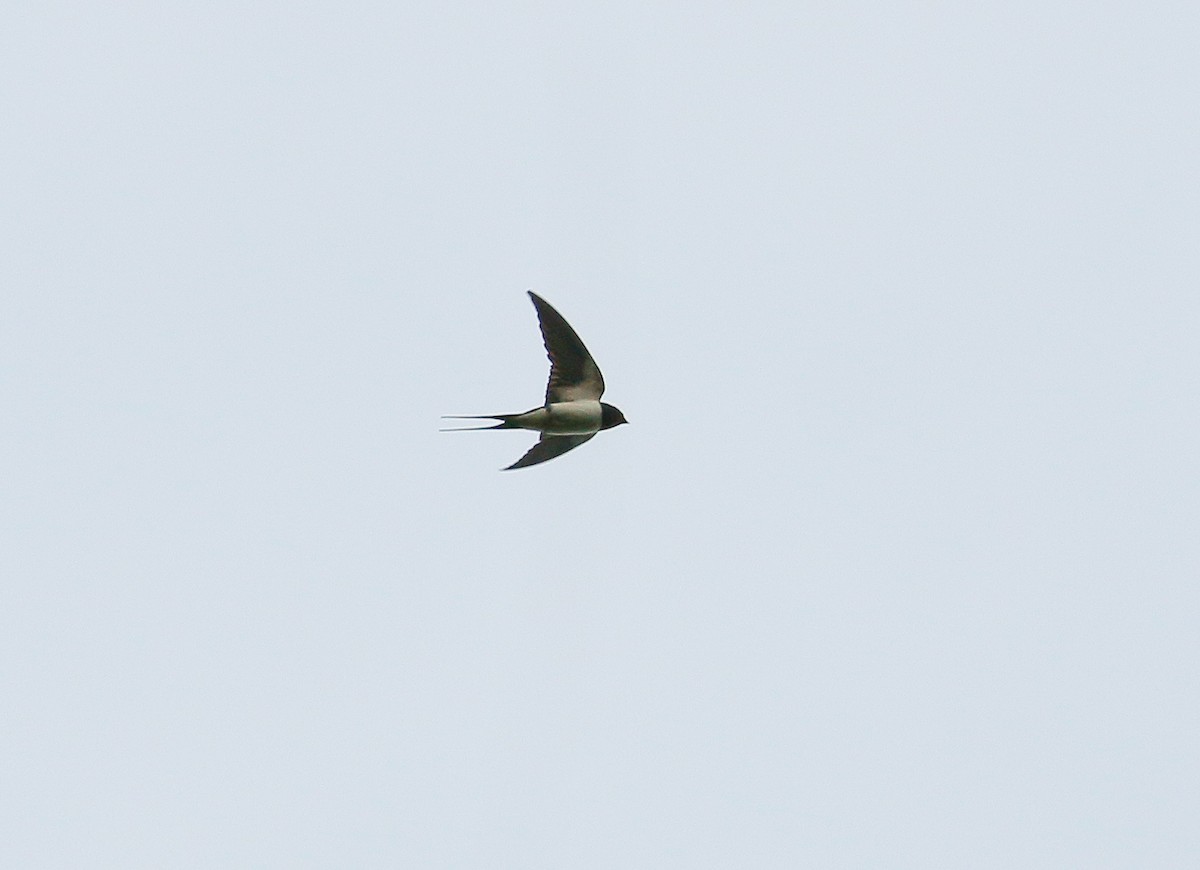 Barn Swallow - Neoh Hor Kee
