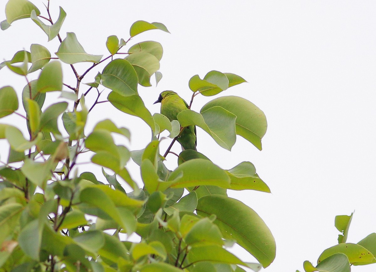 Lesser Green Leafbird - ML87235771