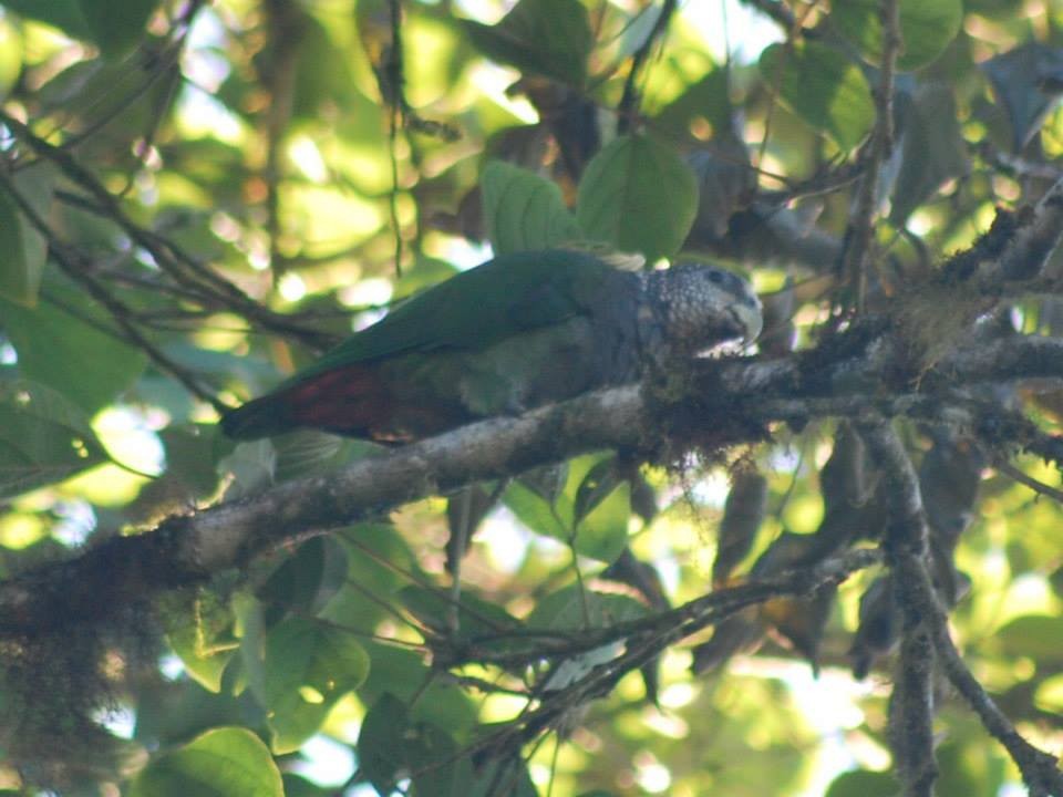 Speckle-faced Parrot - ML87237771