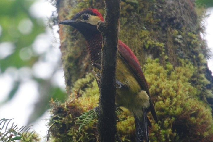Crimson-mantled Woodpecker - ML87237911