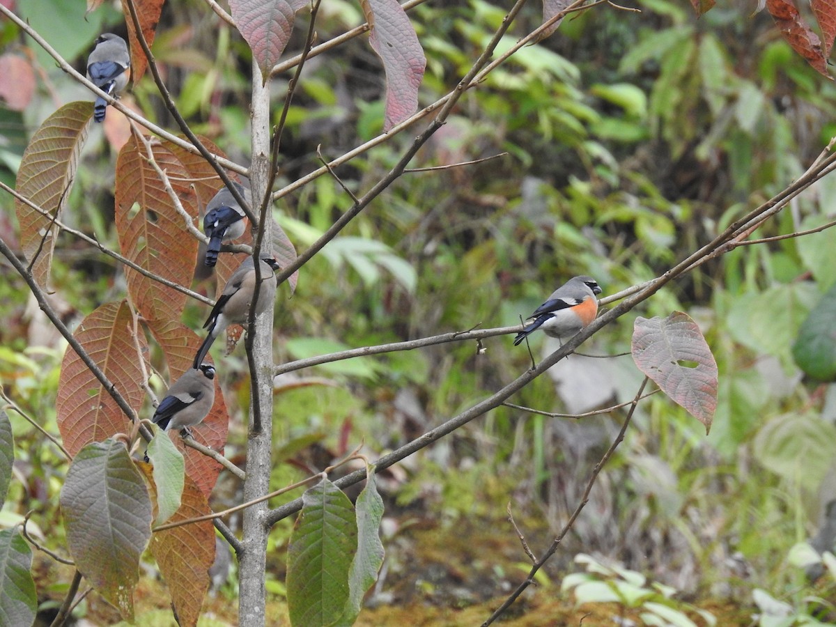 Gray-headed Bullfinch - Aparajita Datta