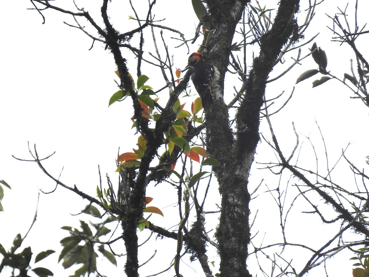 Crimson-naped Woodpecker - Aparajita Datta