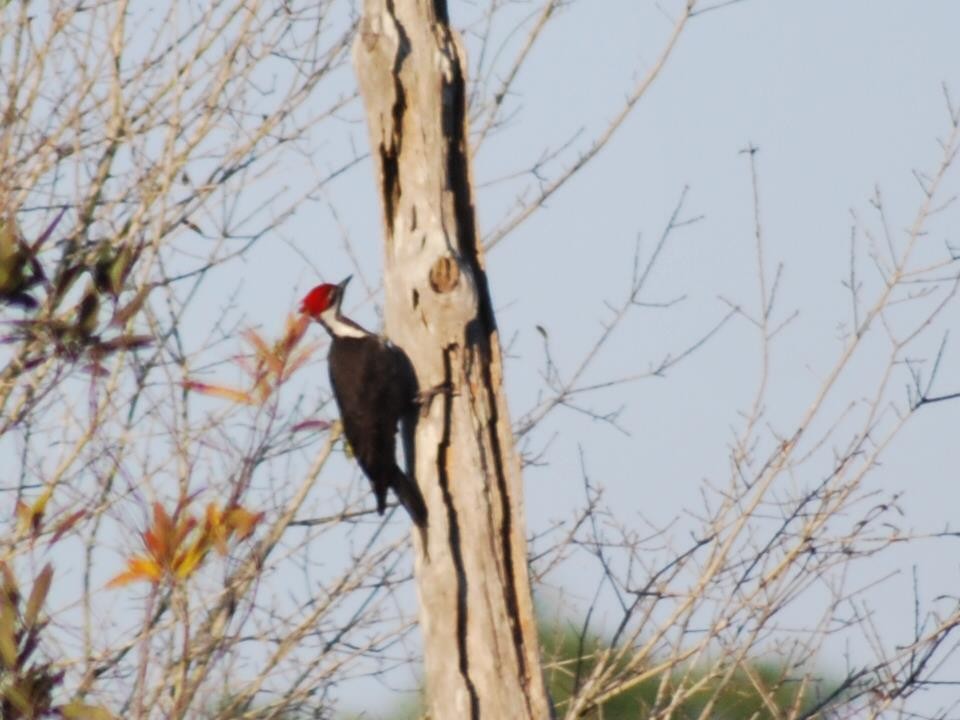 Pileated Woodpecker - ML87242481