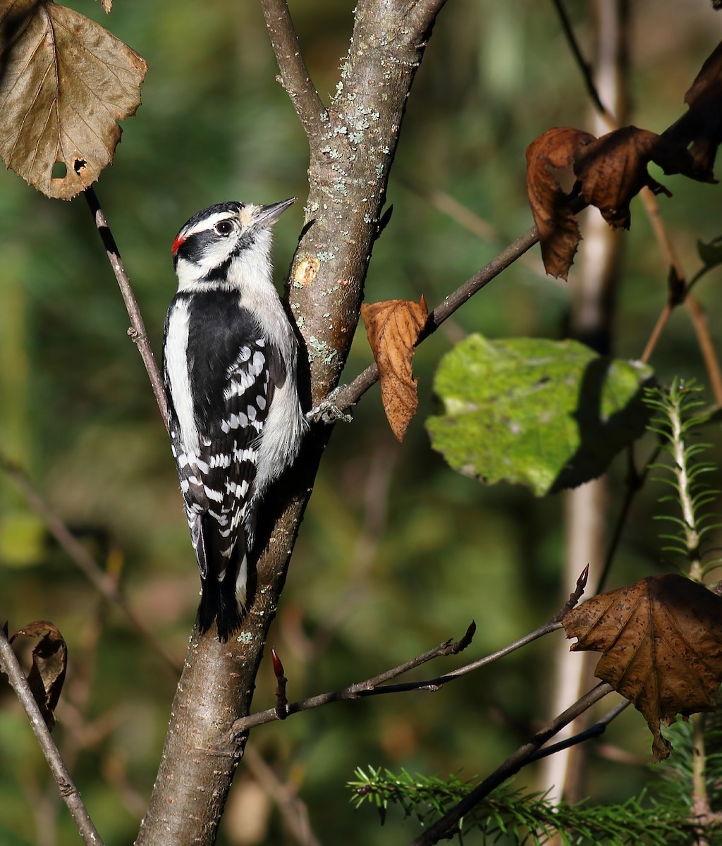 Downy Woodpecker - Kevin Lantz