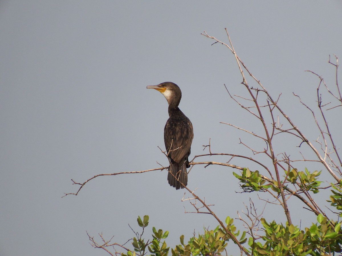 Indian Cormorant - ML87243441