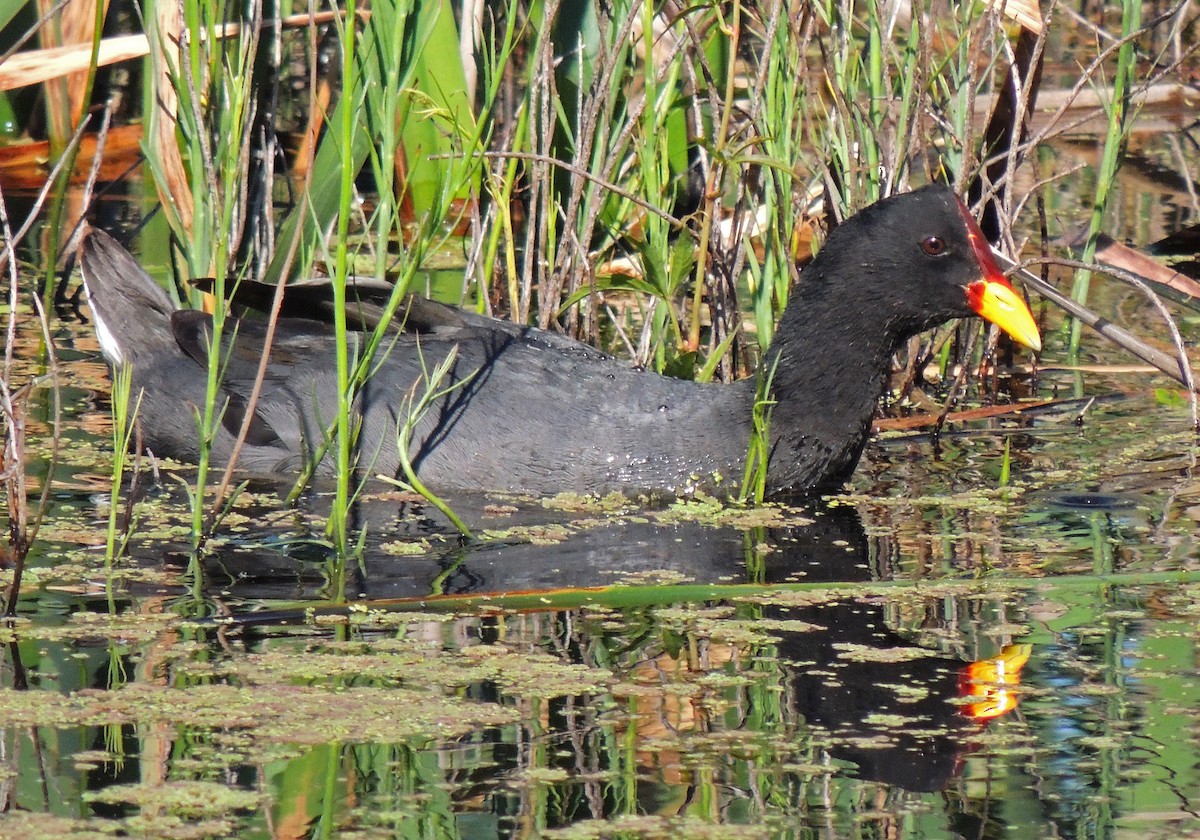 Red-fronted Coot - ML87244041