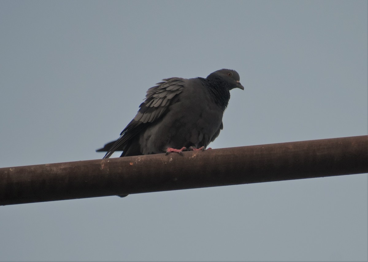 Rock Pigeon (Feral Pigeon) - S M  SUNDARAM