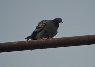 Rock Pigeon (Feral Pigeon), ML87244821