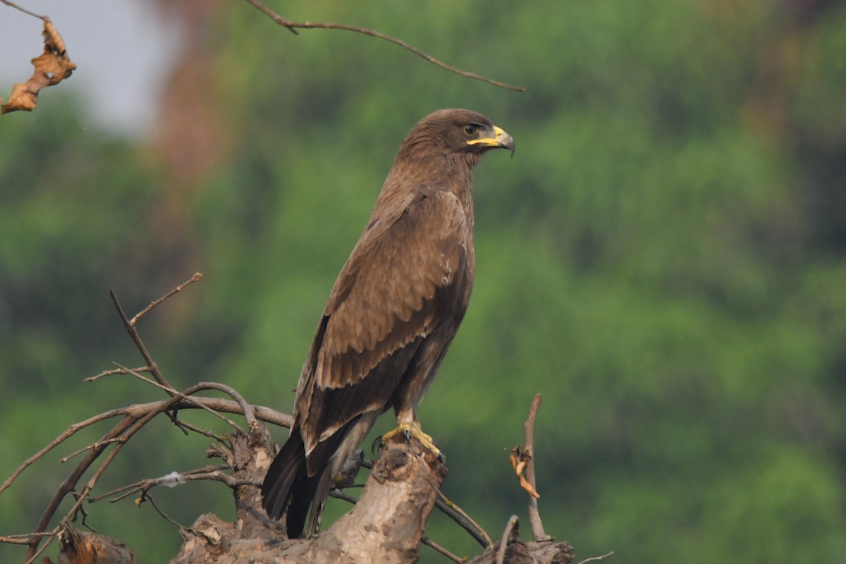 Indian Spotted Eagle - Bimal Modi