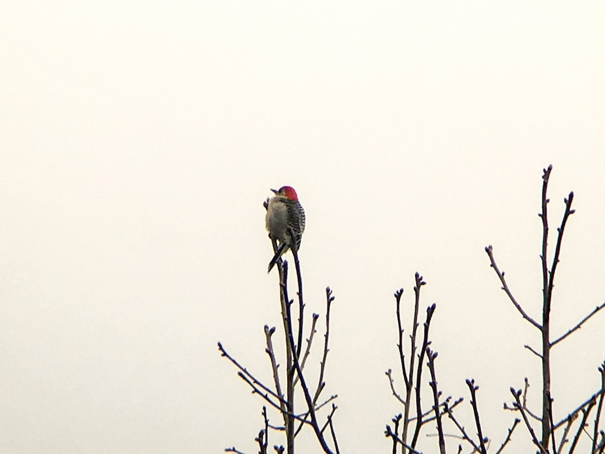 Red-bellied Woodpecker - Frank Dickman