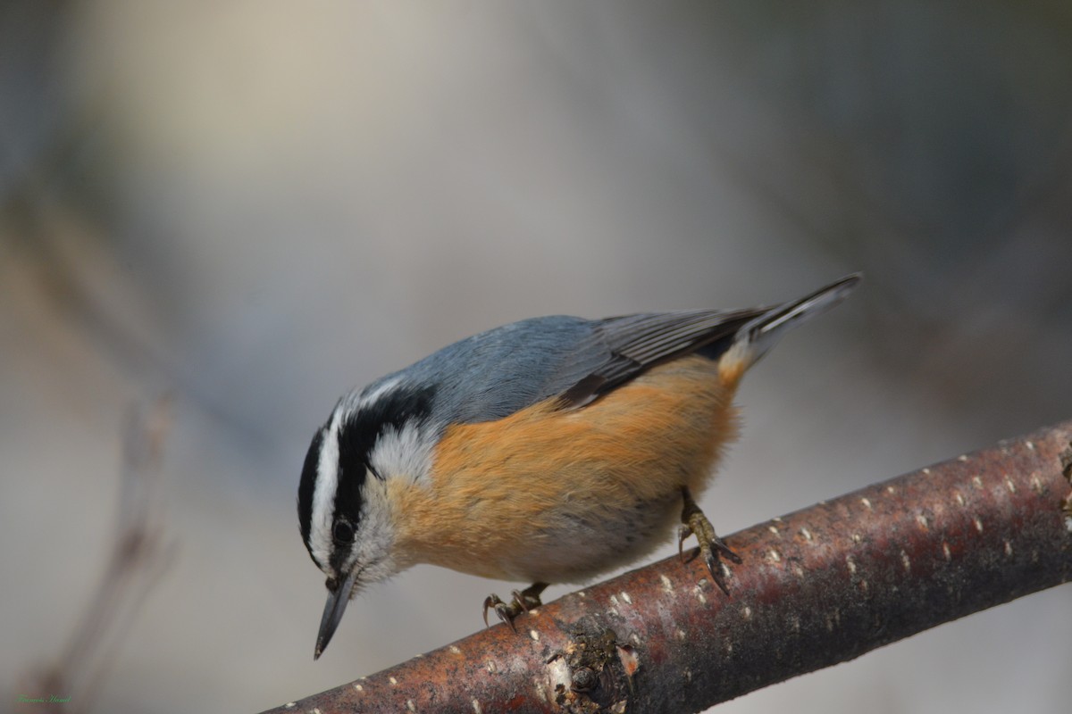 Red-breasted Nuthatch - ML87252471