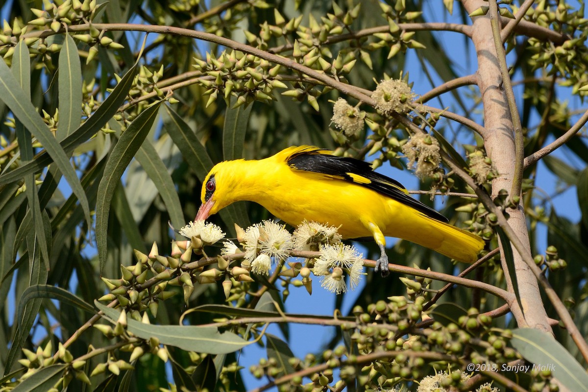 Indian Golden Oriole - ML87255571
