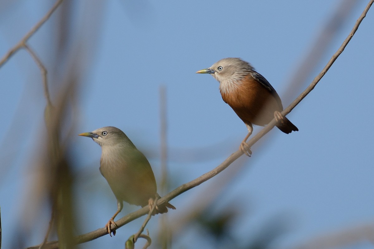 Chestnut-tailed Starling - ML87255941