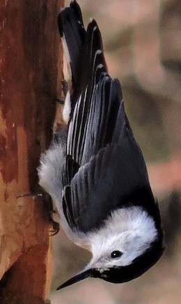 White-breasted Nuthatch - Kevin Bergersen