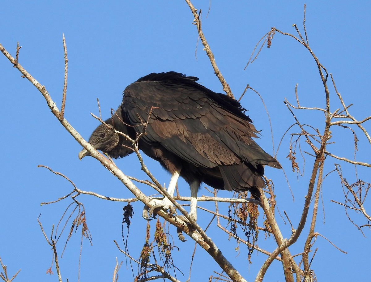 Black Vulture - Linda Padera