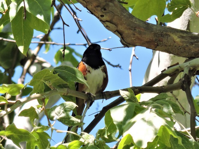 Spotted Towhee - Kevin Bergersen