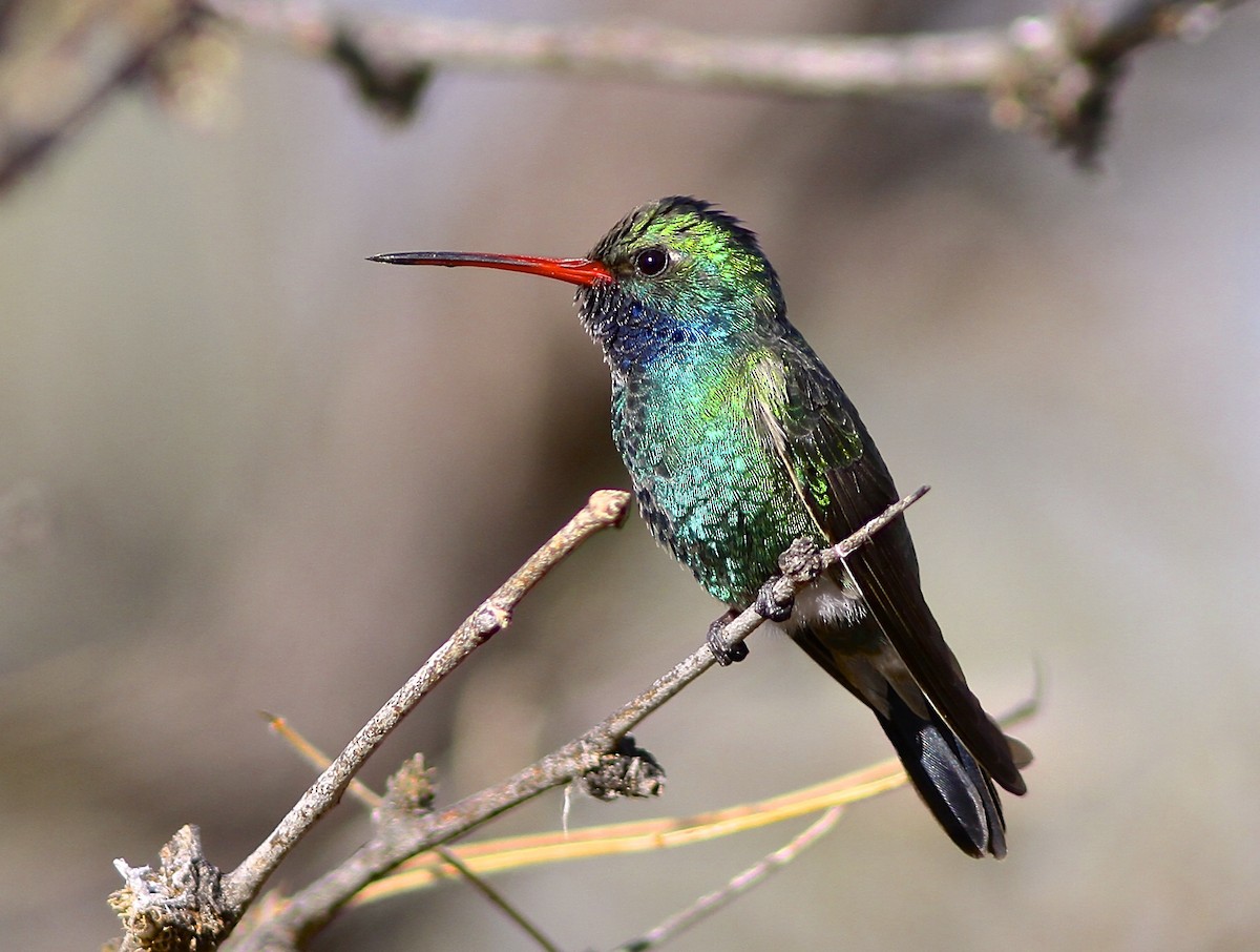 Broad-billed Hummingbird - Bryce Robinson