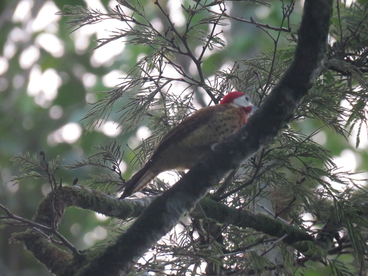 Spot-breasted Woodpecker - Jose Martinez De Valdenebro