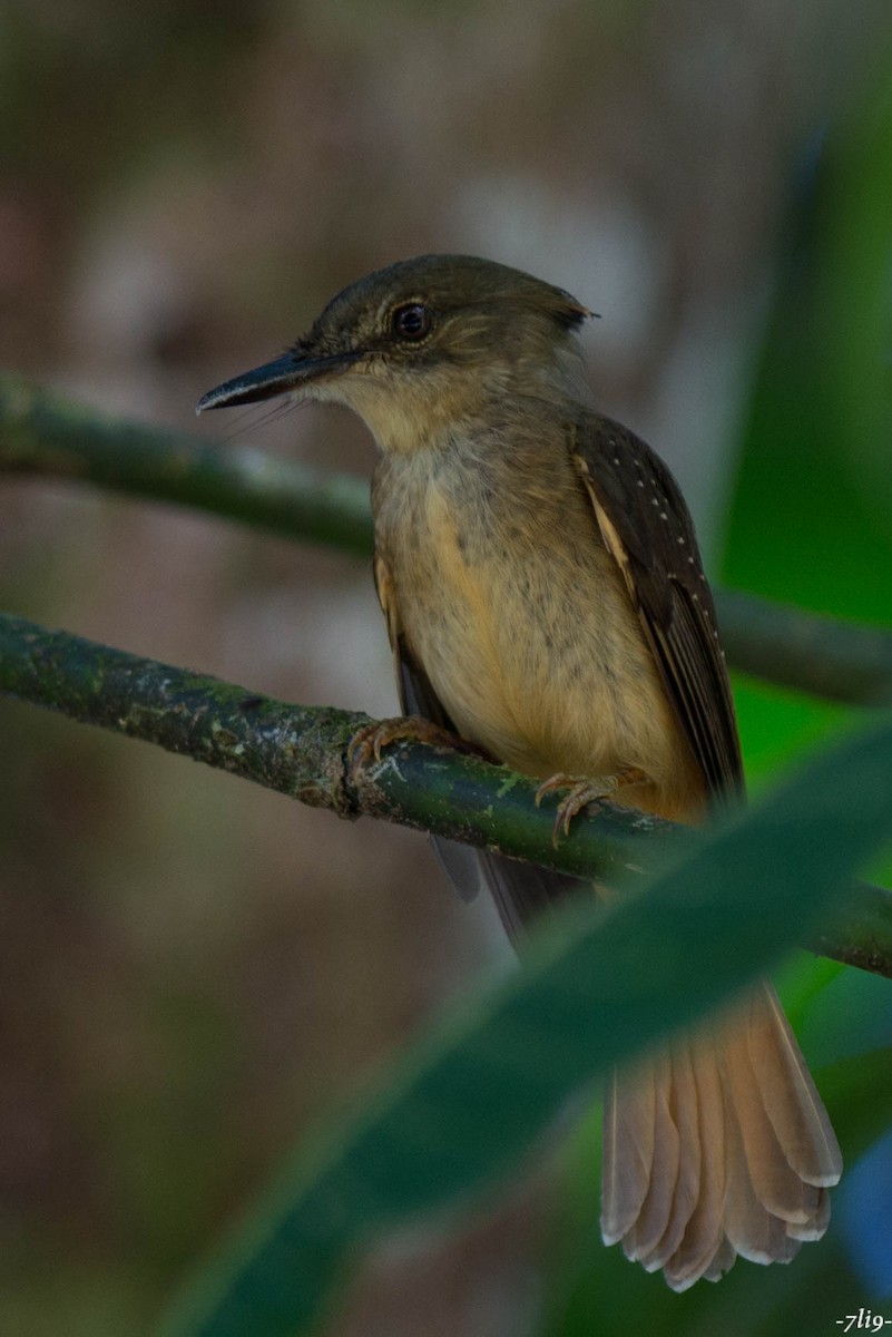Tropical Royal Flycatcher (Northern) - ML87259341