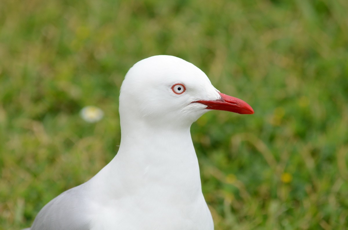 Silver Gull (Red-billed) - ML87259681