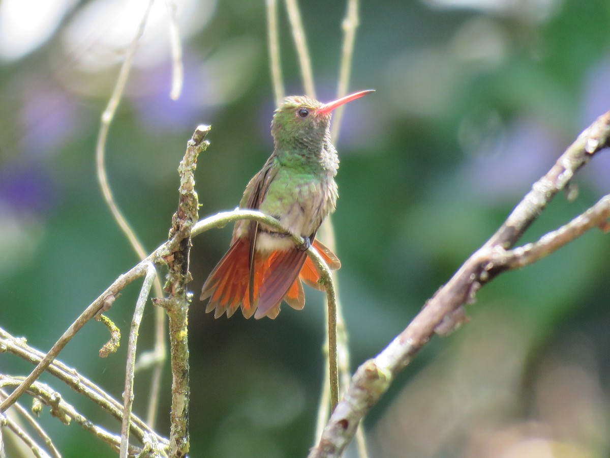 Rufous-tailed Hummingbird - Jose Martinez De Valdenebro