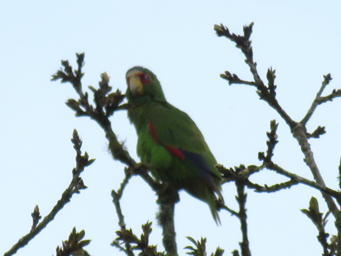 White-fronted Parrot - ML87266901