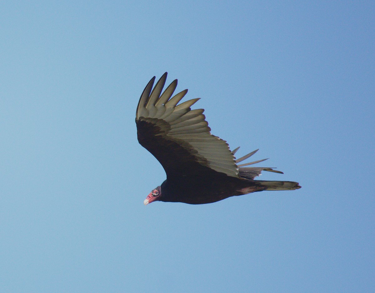 Turkey Vulture - LaLo Villanueva