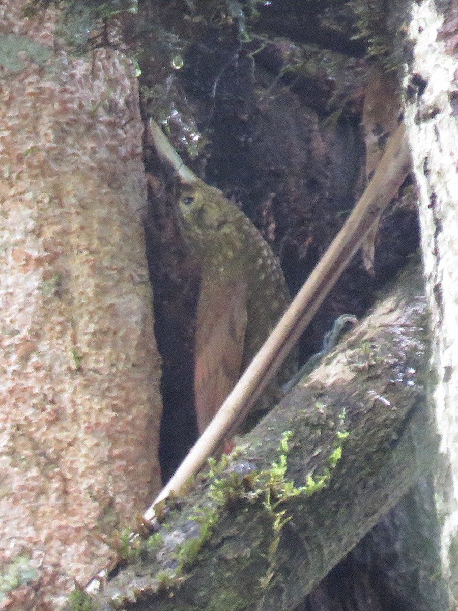 Spotted Woodcreeper - ML87268501