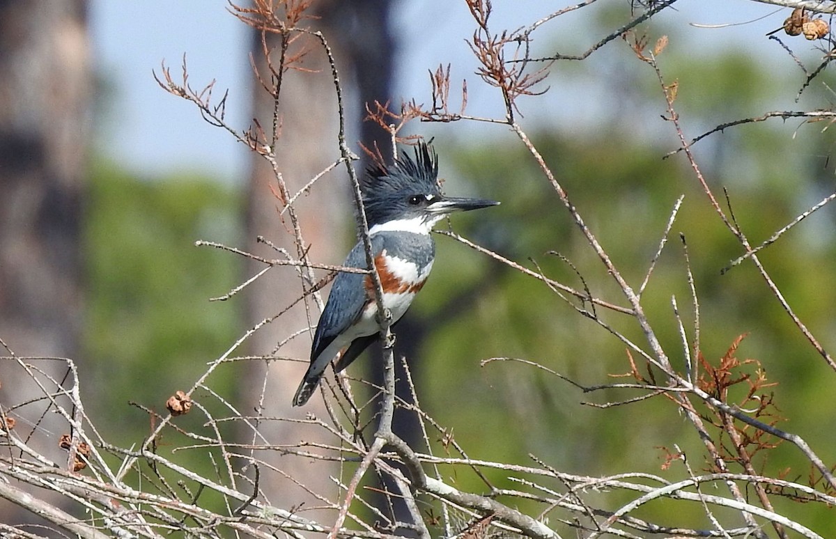 Belted Kingfisher - ML87269171